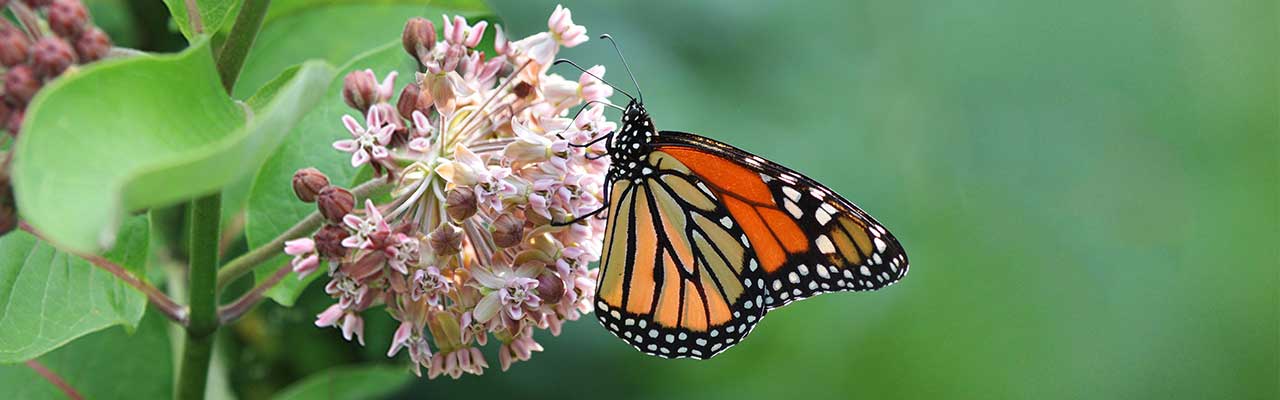 Lush Pasture and Monarch Butterflies